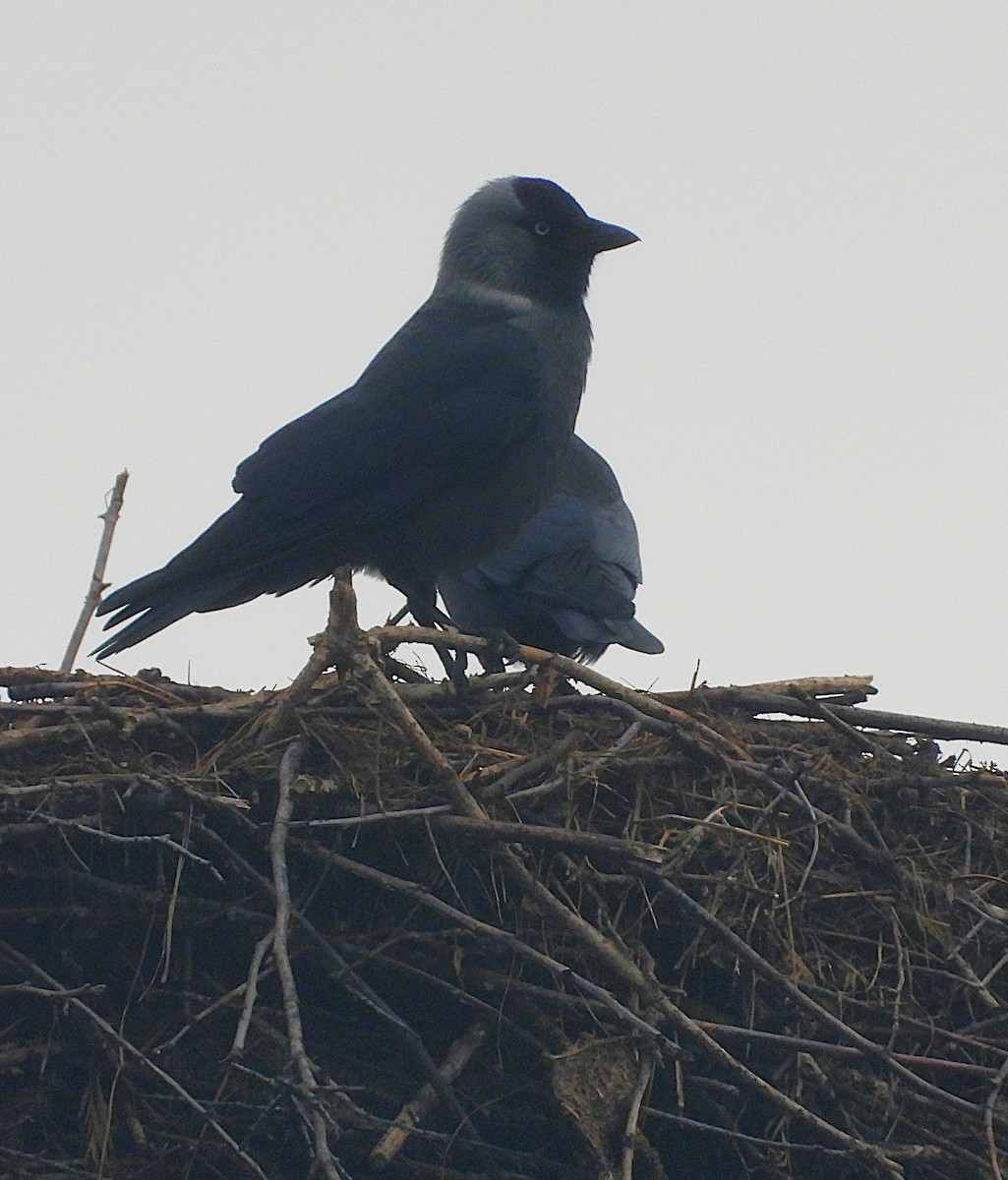 ニシコクマルガラス - ML646505336