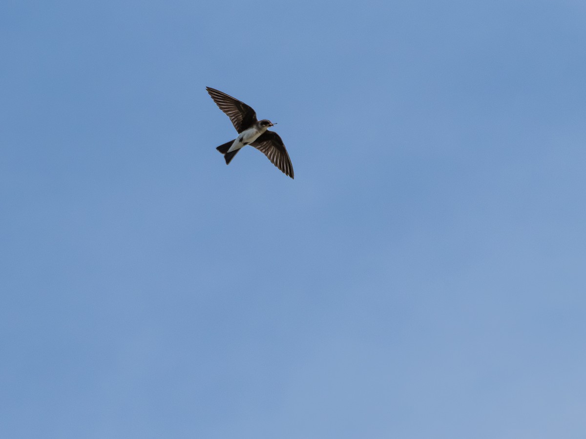 チャムネツバメ - ML646505337