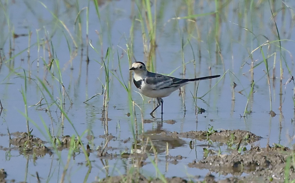 ハクセキレイ - ML646505338