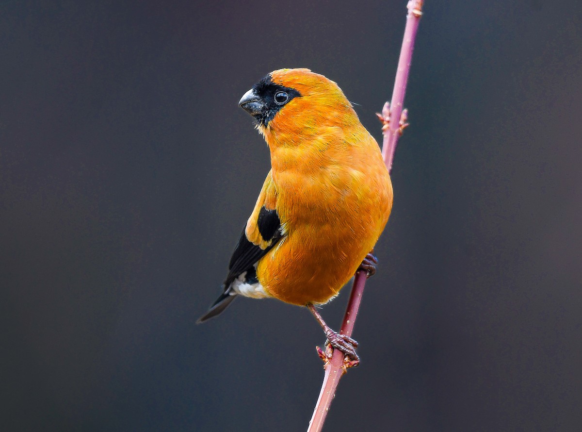 オレンジウソ - ML646505339