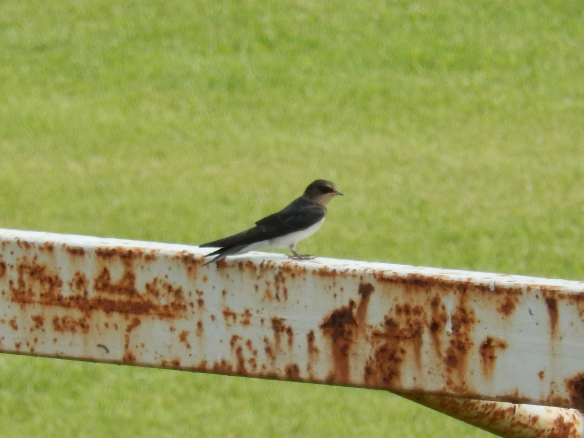 ツバメ - ML646505342