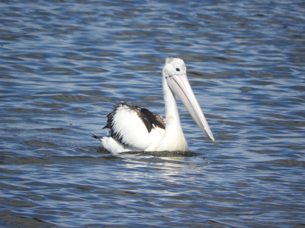 コシグロペリカン - ML646505346