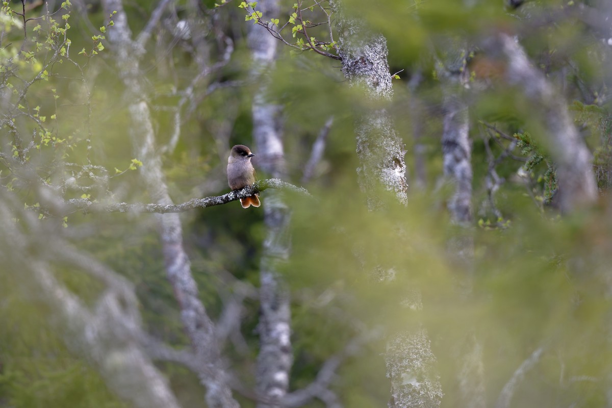 アカオカケス - ML646505349