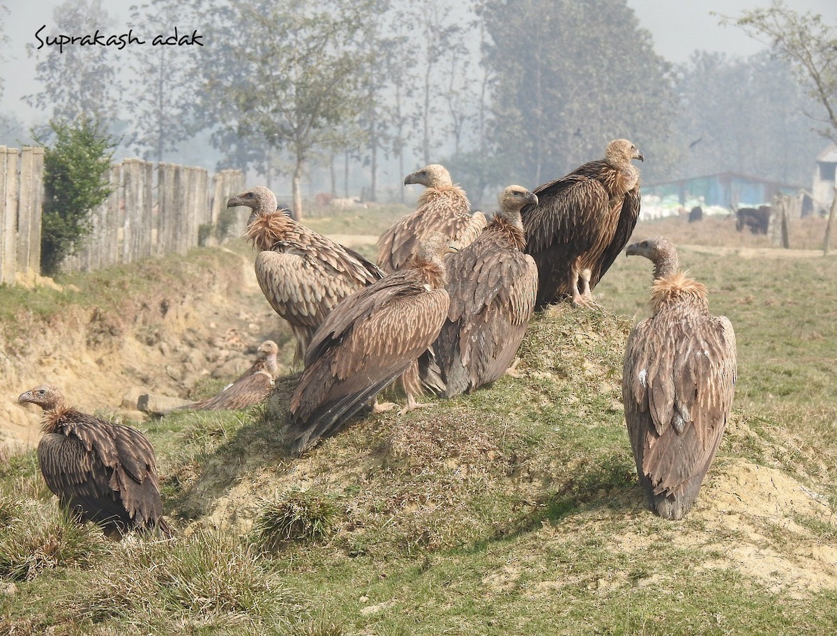 ヒマラヤハゲワシ - ML646505350