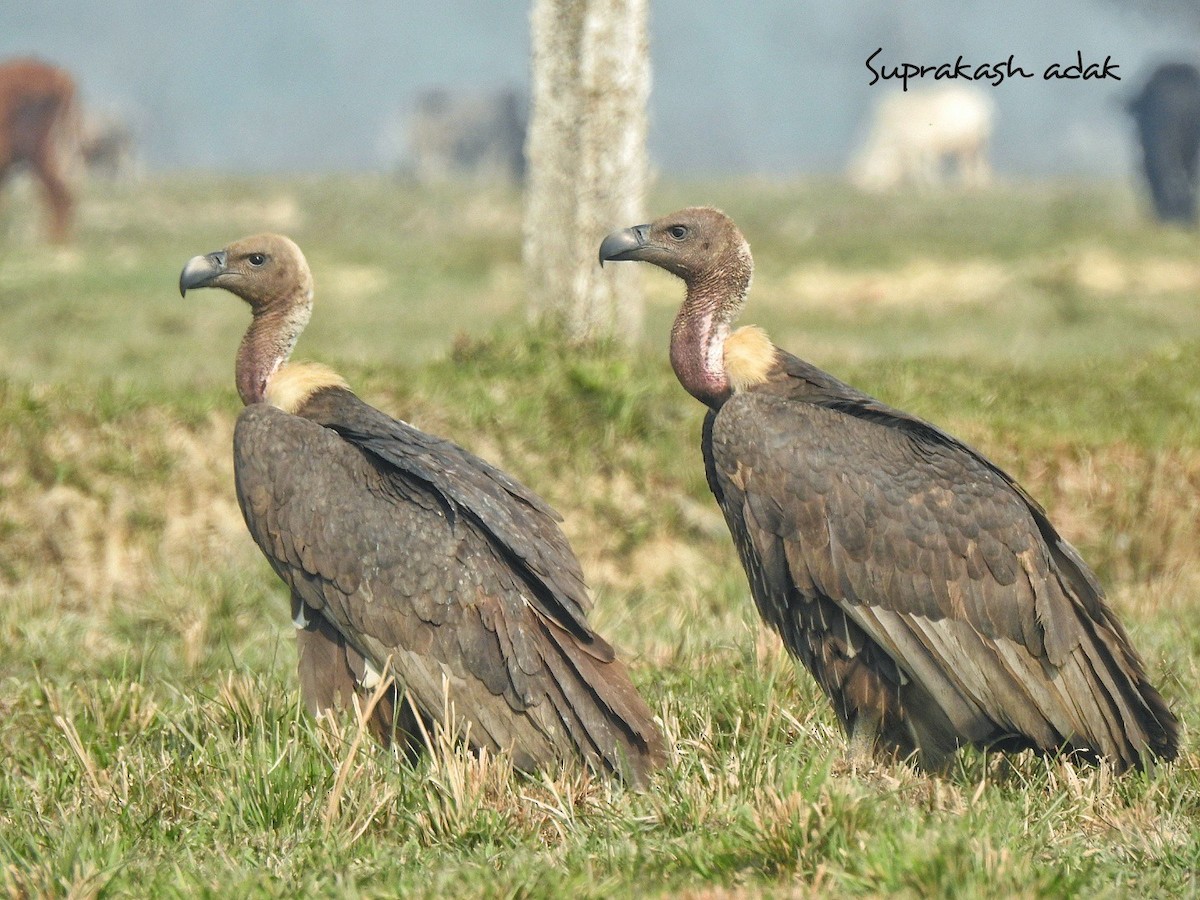 ベンガルハゲワシ - ML646505352