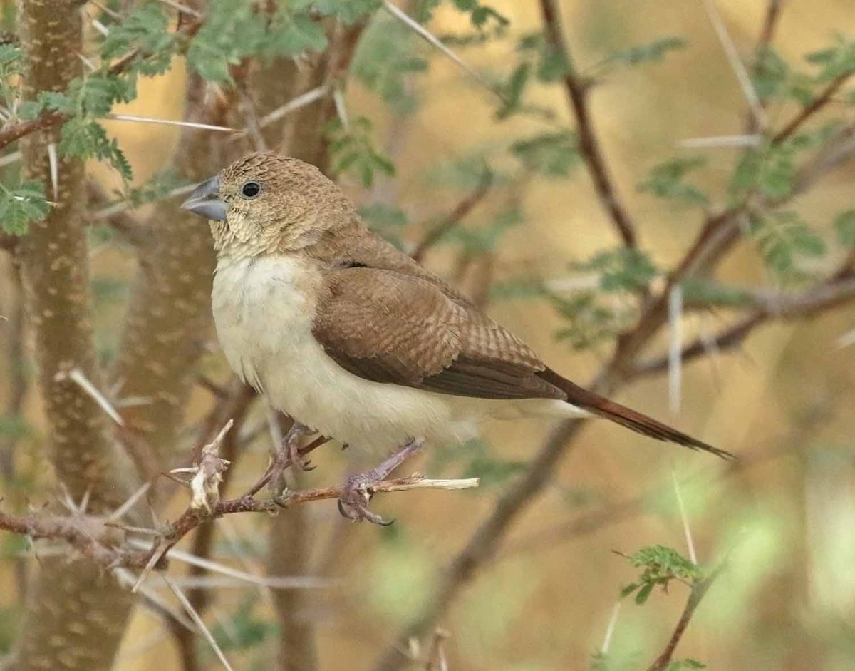 アフリカギンバシ - ML646505353