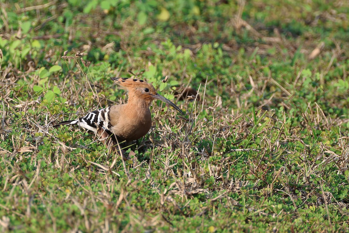 ヤツガシラ（epops グループ） - ML646505354