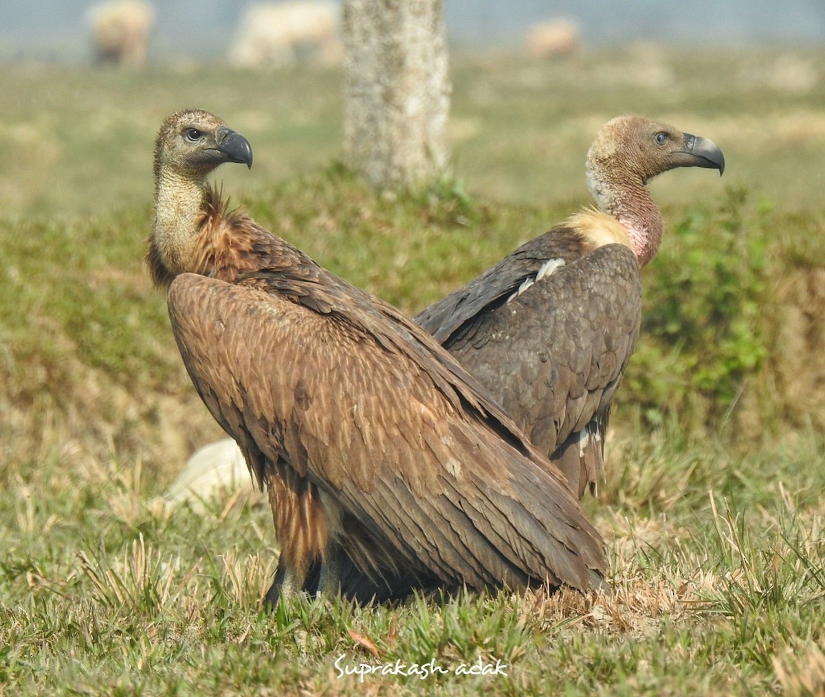 シロエリハゲワシ - ML646505355