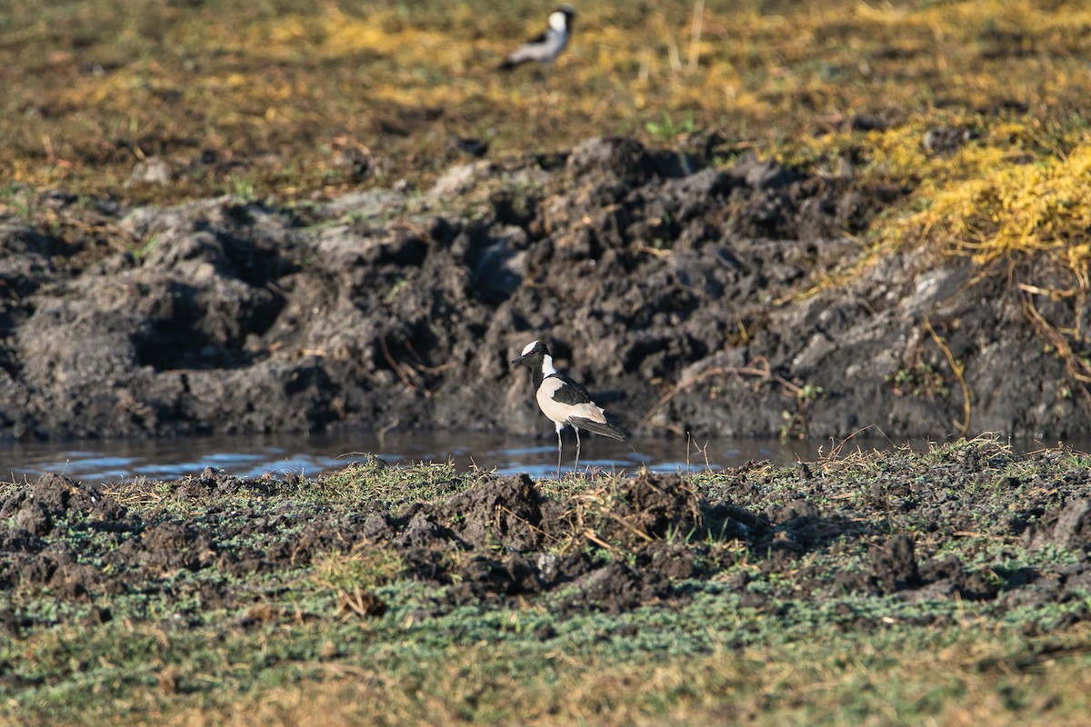 Schmiedekiebitz - ML646505357