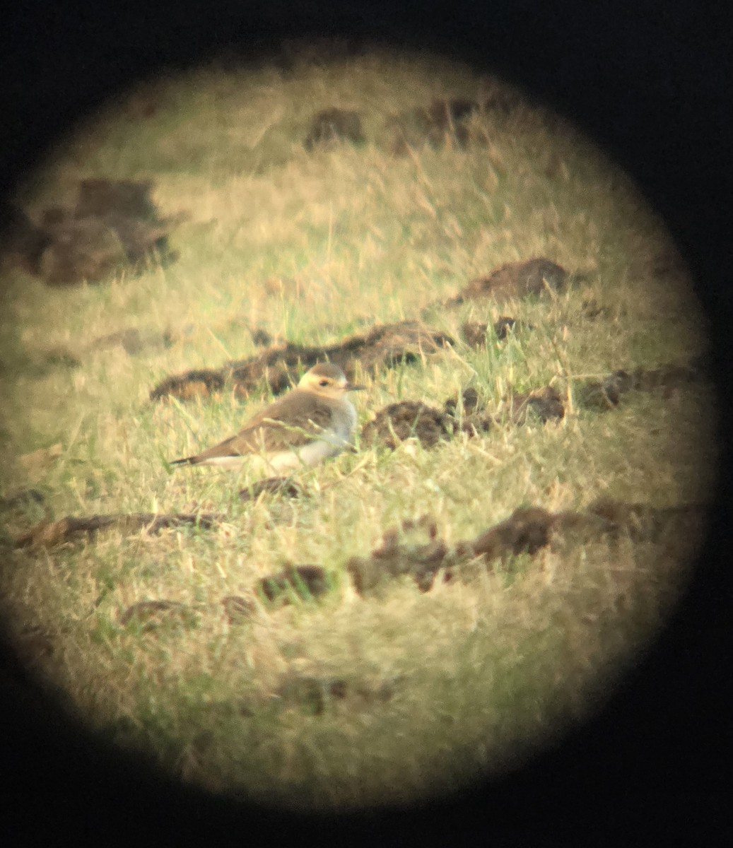 Oriental Plover - ML646505359