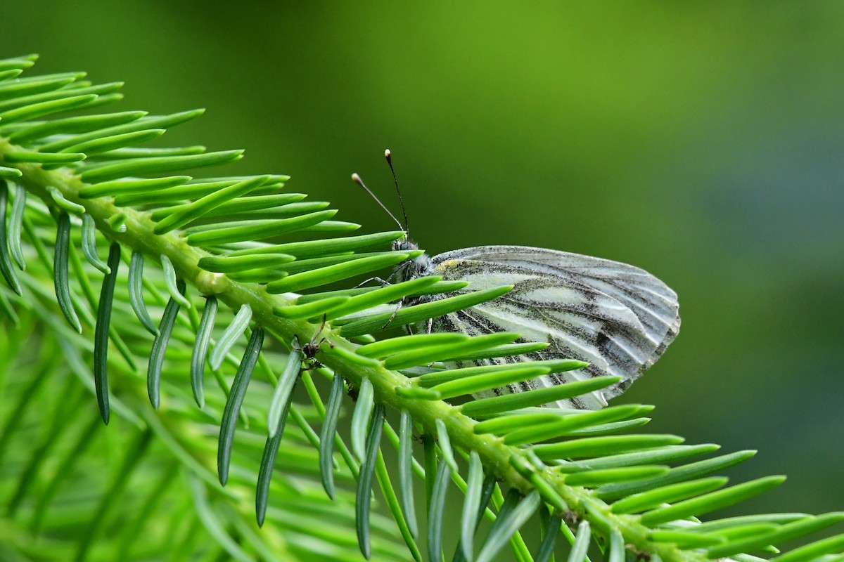 Dark-veined White - ML646505360