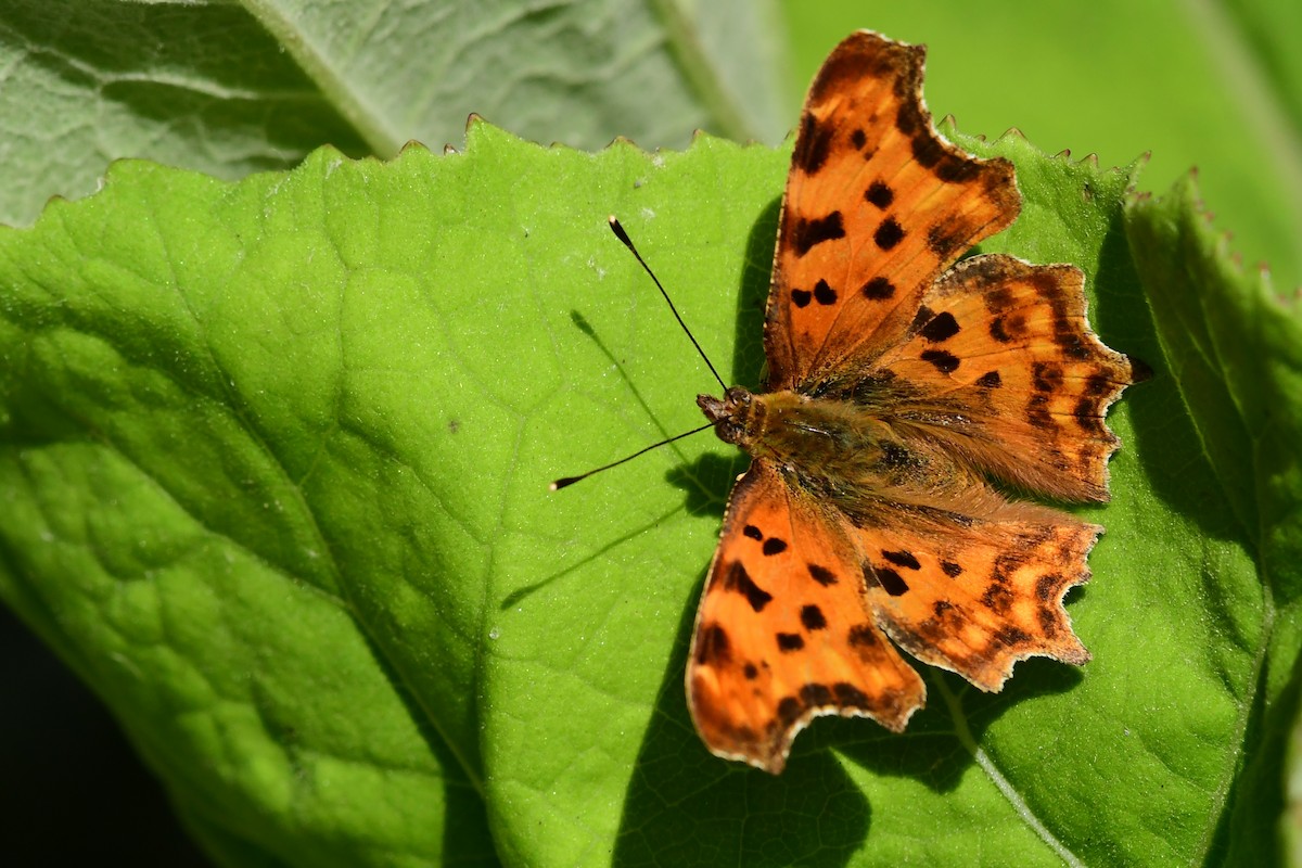 European Comma - ML646505361