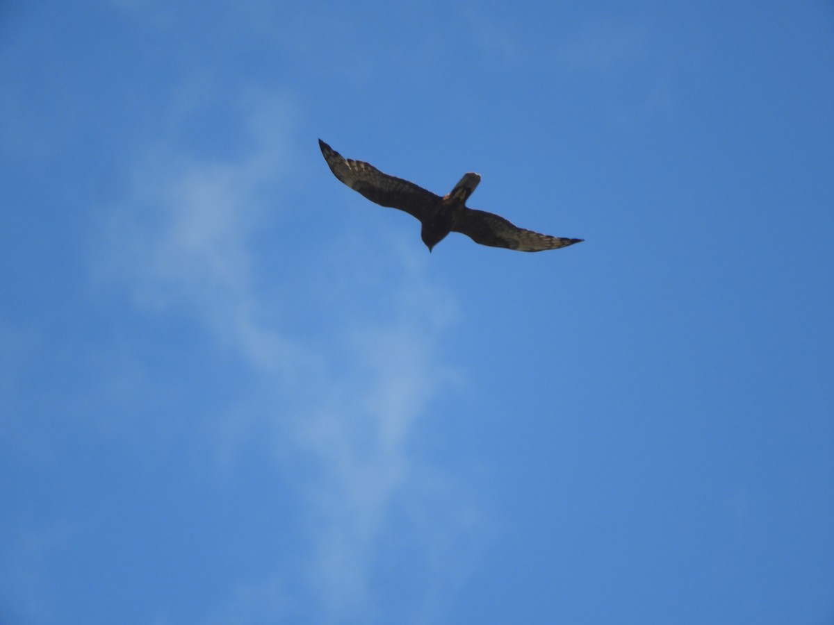 Swamp Harrier - ML646505364