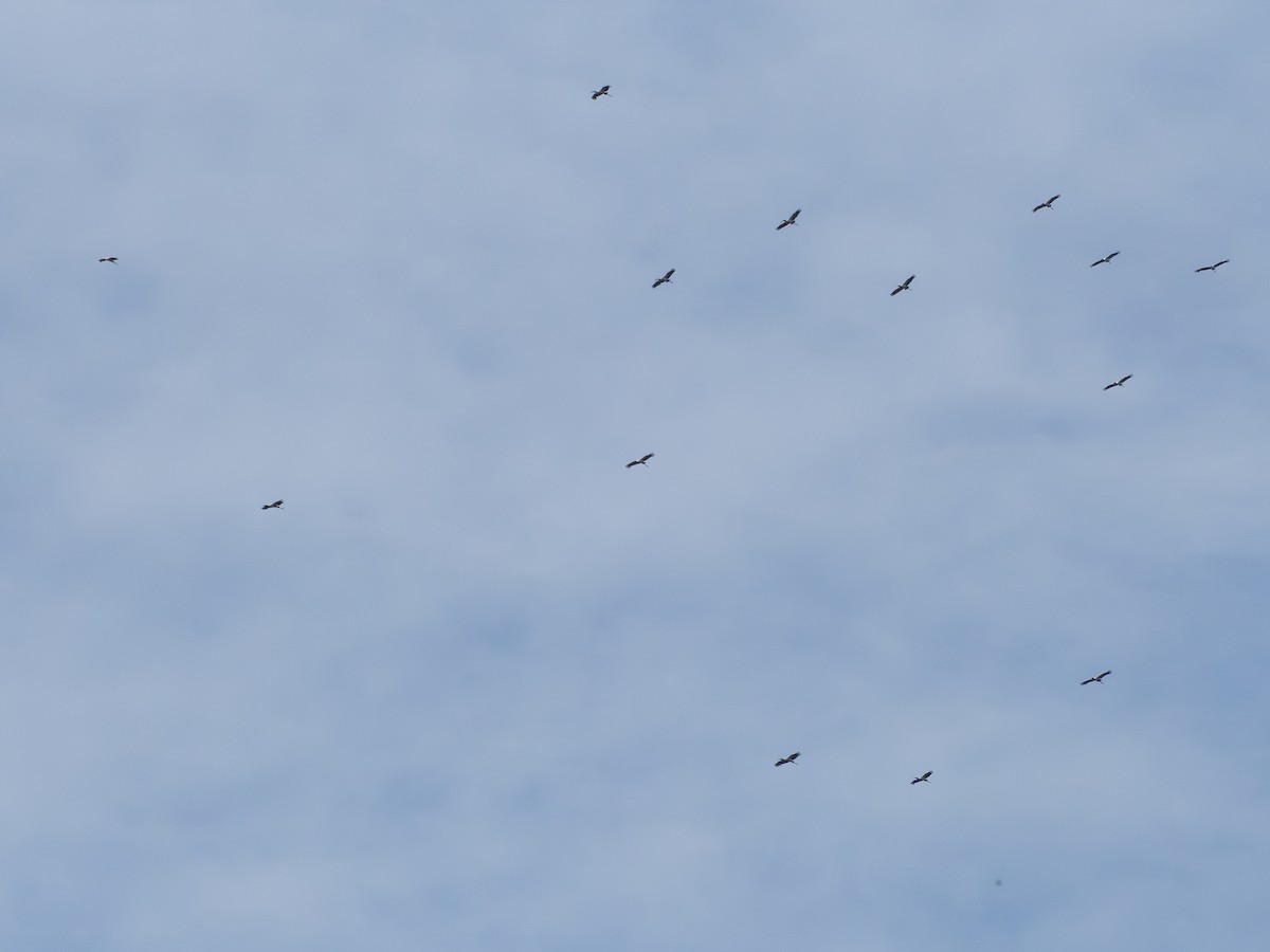 Tántalo Americano - ML646505365