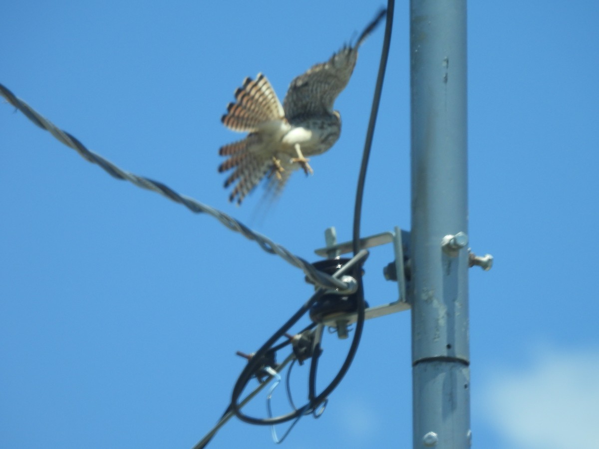 Воробьиная пустельга - ML646505366