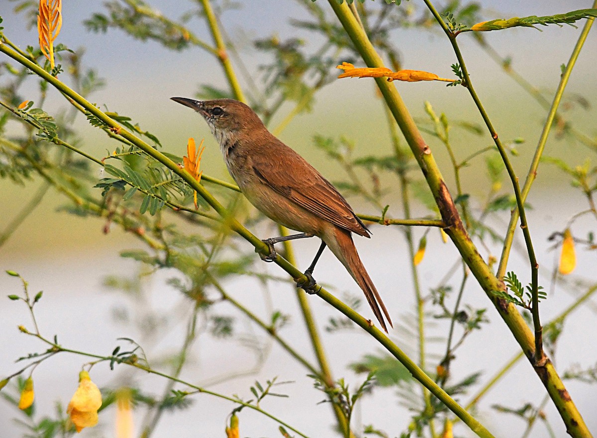 Өмнөдийн охил бялзуухай - ML646505368