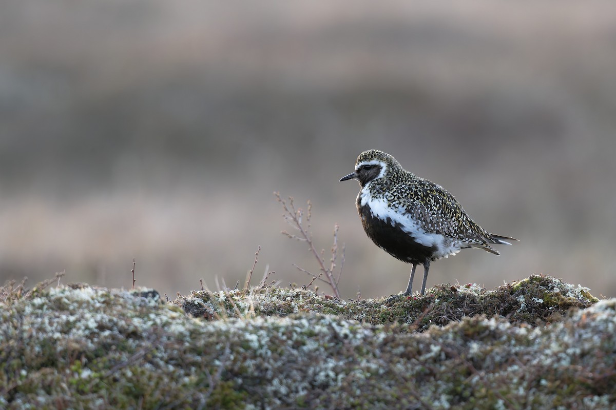 Сивка звичайна - ML646505369