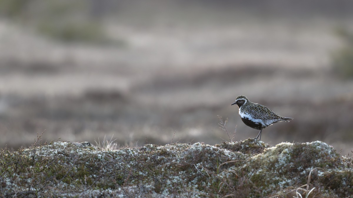 Сивка звичайна - ML646505370