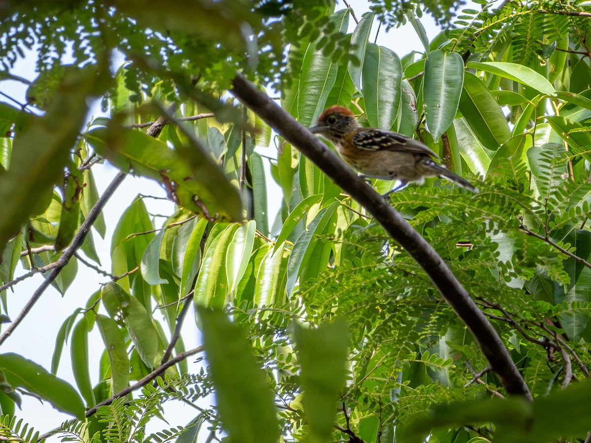 Black-crested Antshrike (Black-crested) - ML646505379