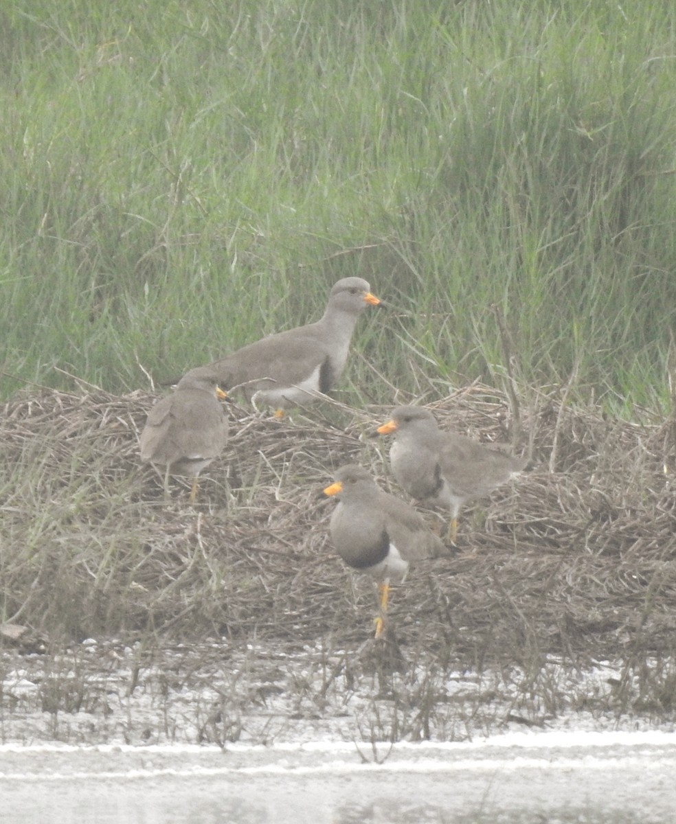Gray-headed Lapwing - ML646505381