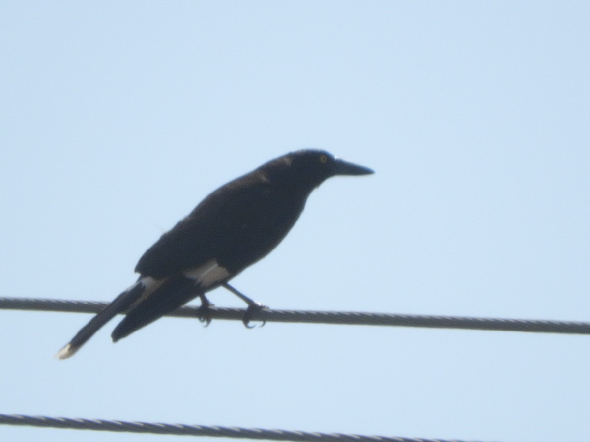Pied Currawong - ML646505397