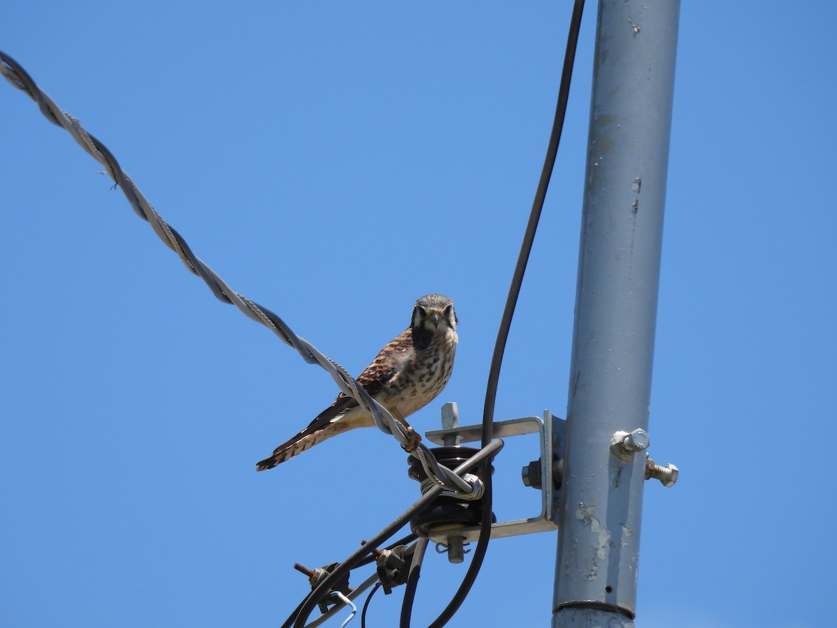 Воробьиная пустельга - ML646505399
