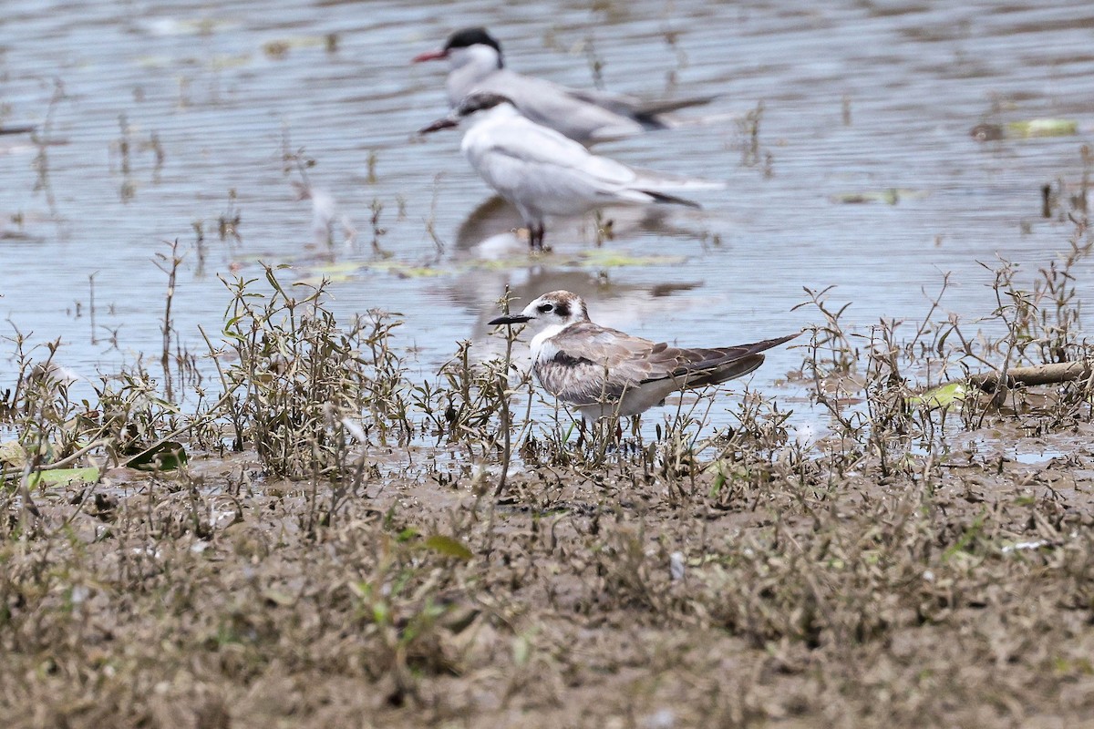 White-winged Tern - ML646505404