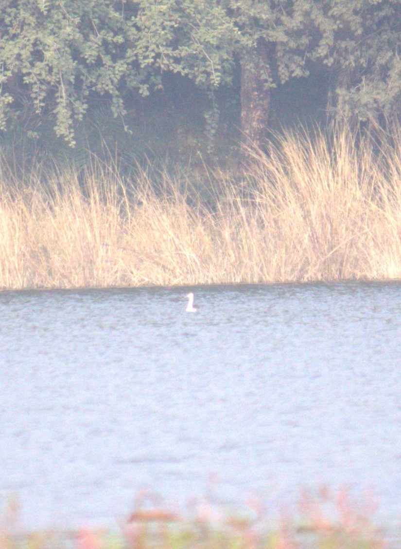 Great Crested Grebe - ML646505411