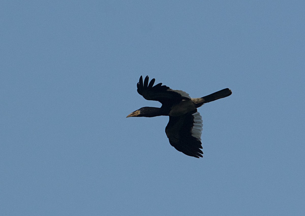 Cálao Silbador - ML646505413