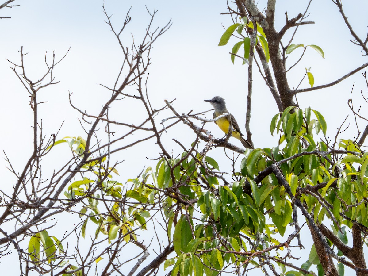 Tirano Melancólico - ML646505415