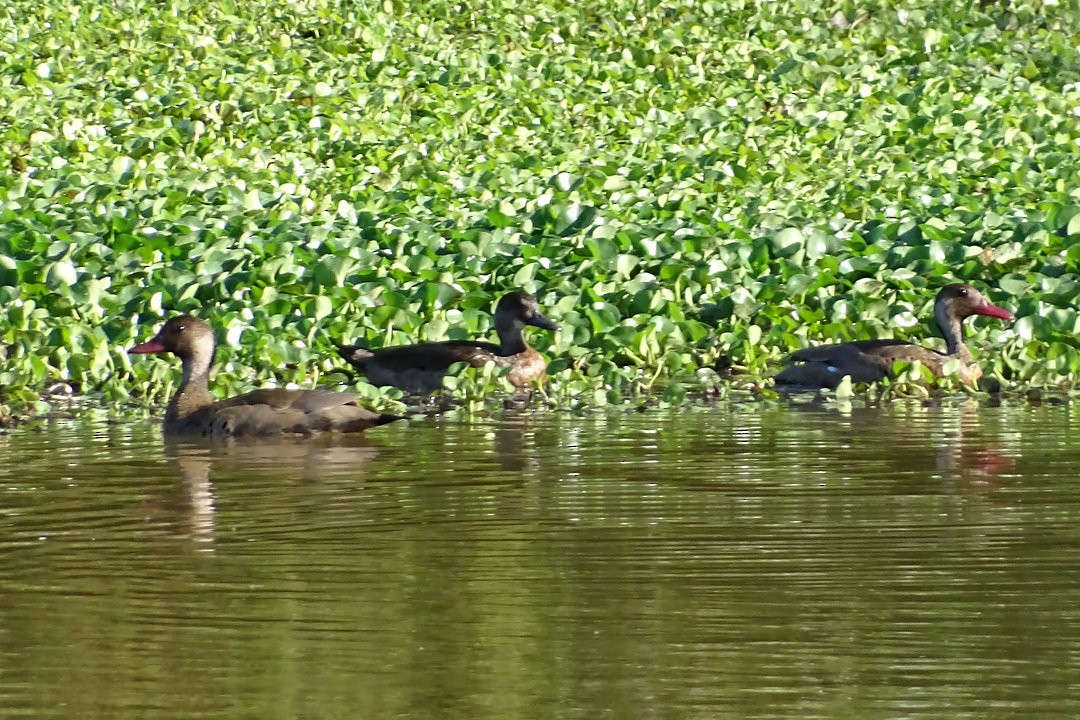 Pato Brasileño - ML646505416