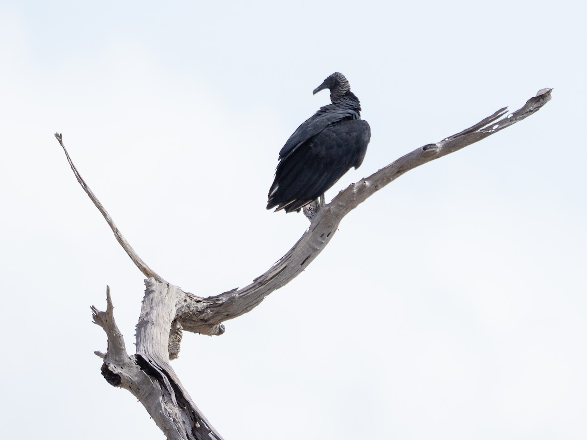 Zopilote Negro - ML646505419