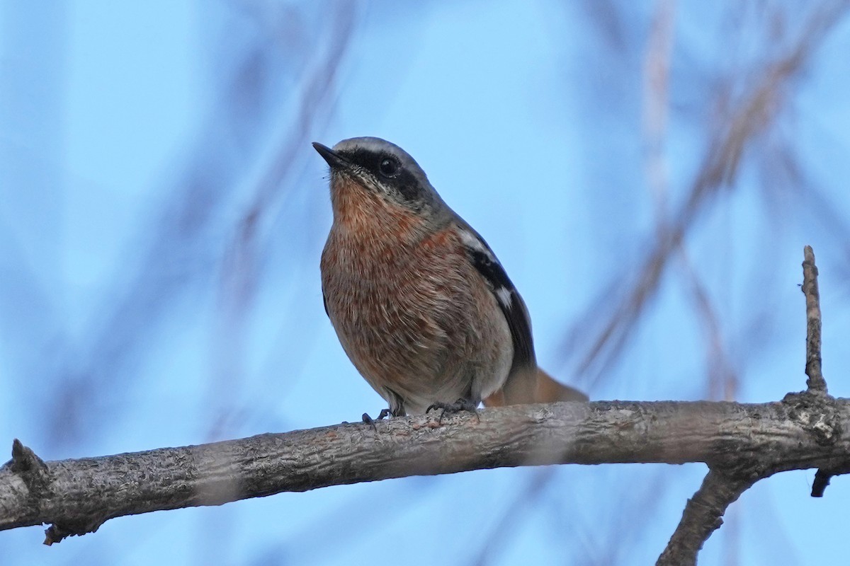 Colirrojo de Eversmann - ML646505420