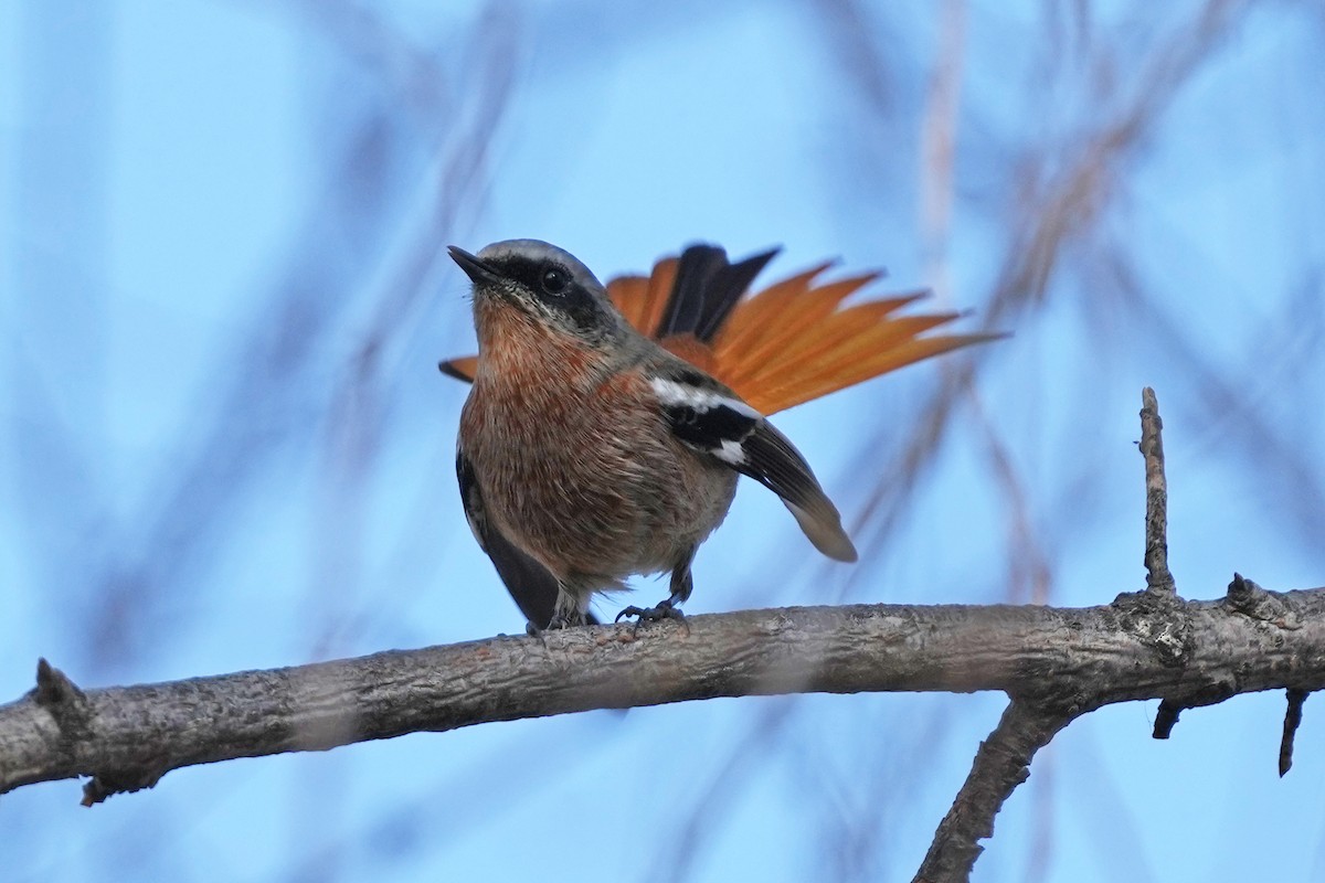 Colirrojo de Eversmann - ML646505421