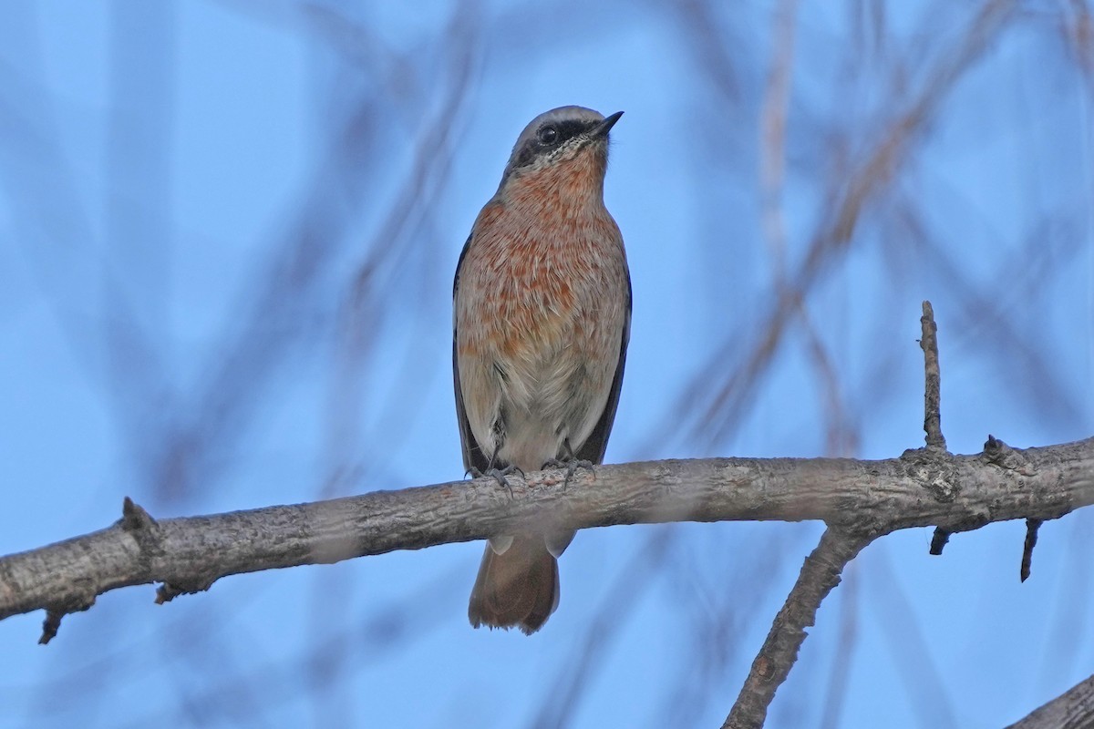 Colirrojo de Eversmann - ML646505422