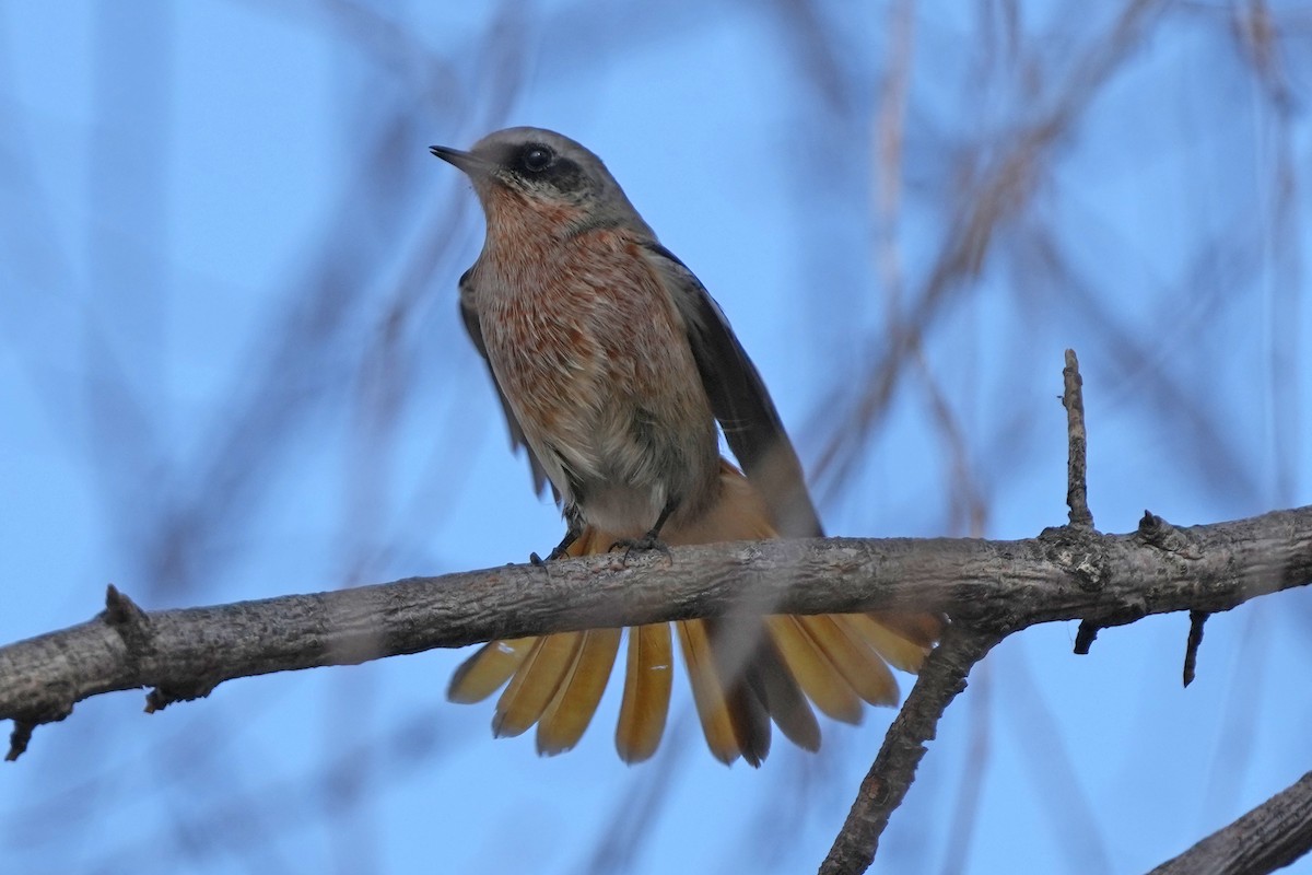 Colirrojo de Eversmann - ML646505423