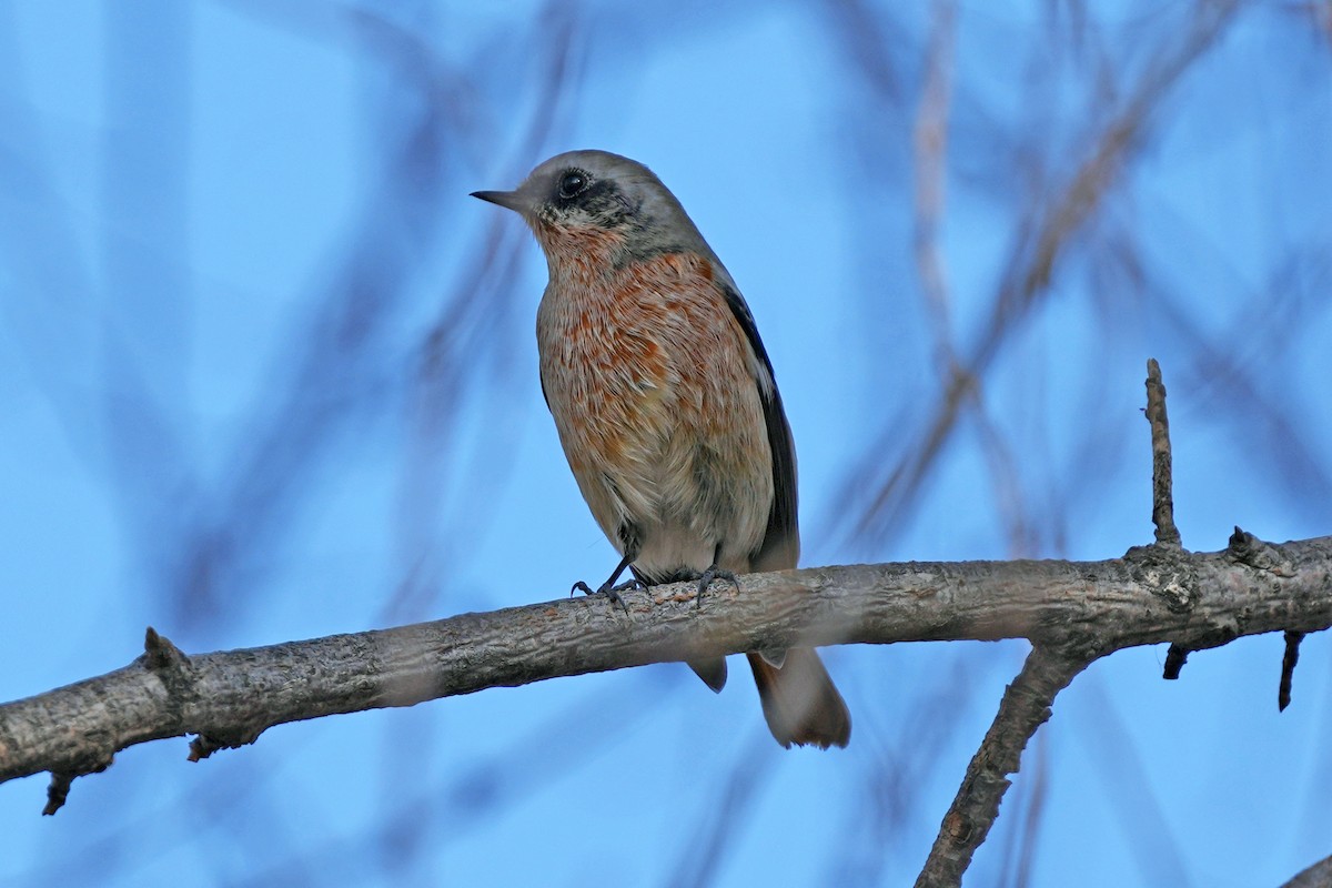 Colirrojo de Eversmann - ML646505424