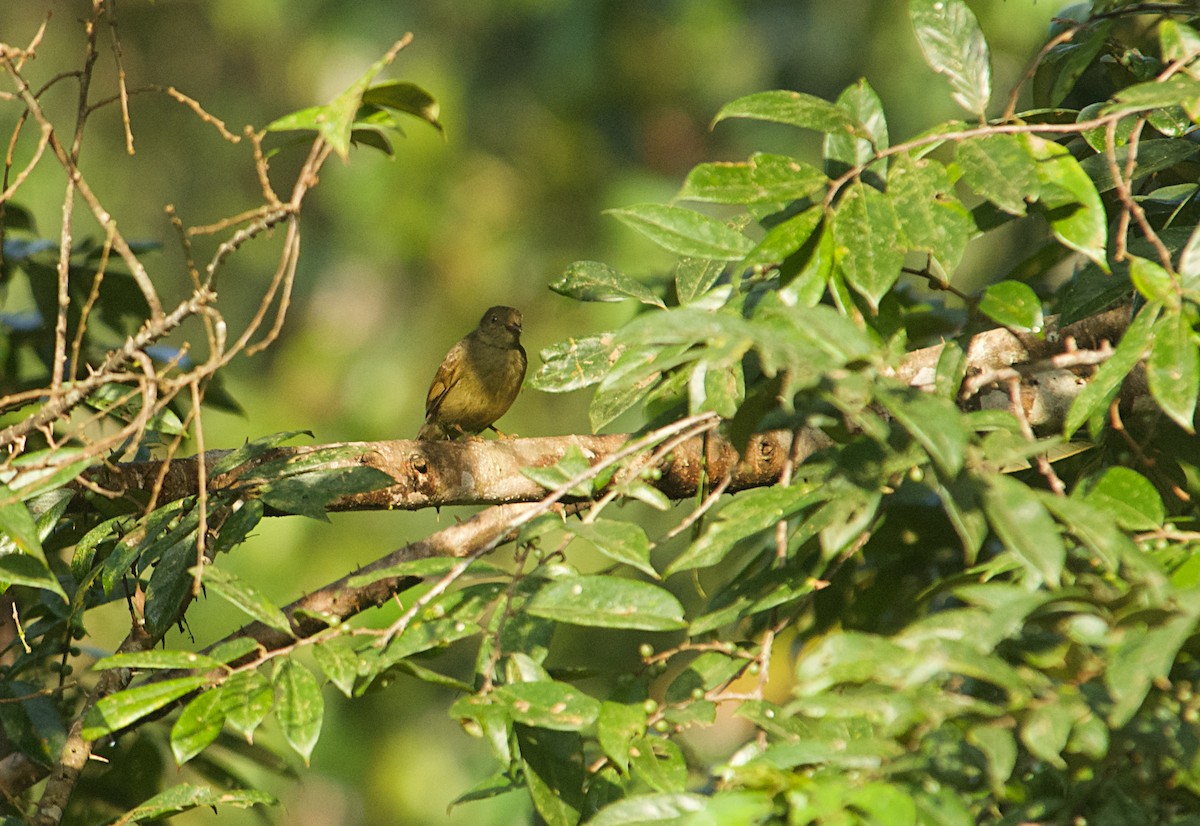 Bulbul Verde - ML646505425