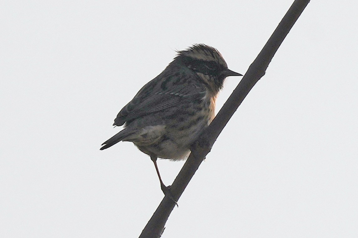 Acentor Gorjinegro - ML646505426