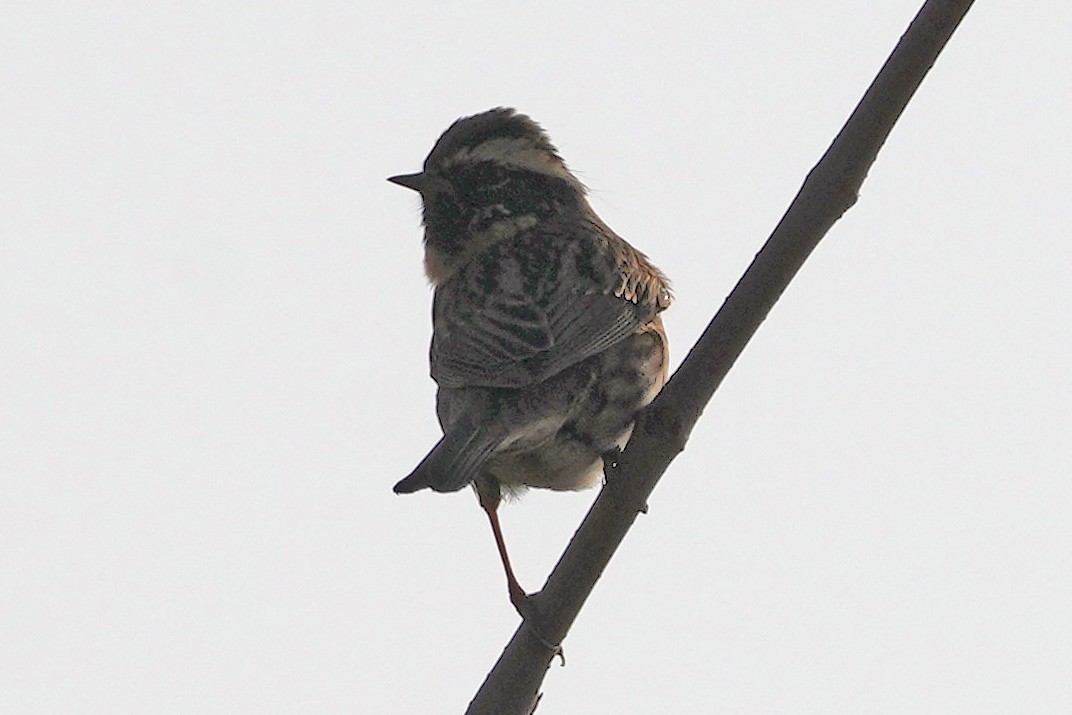 Acentor Gorjinegro - ML646505427