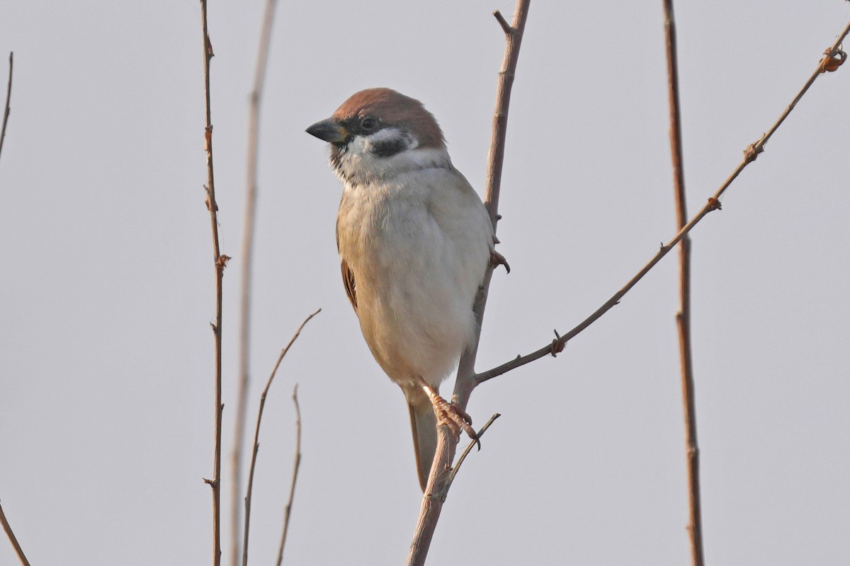 Gorrión Molinero - ML646505429