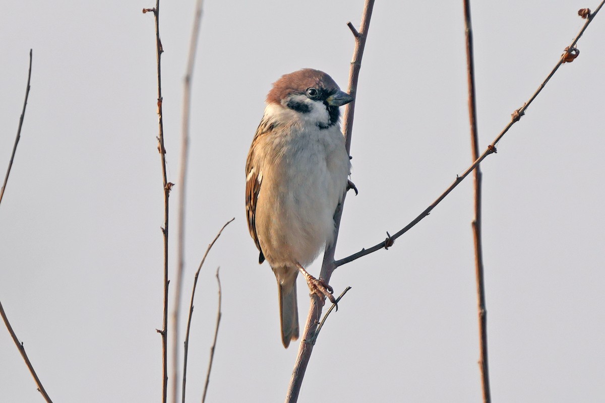 Gorrión Molinero - ML646505430