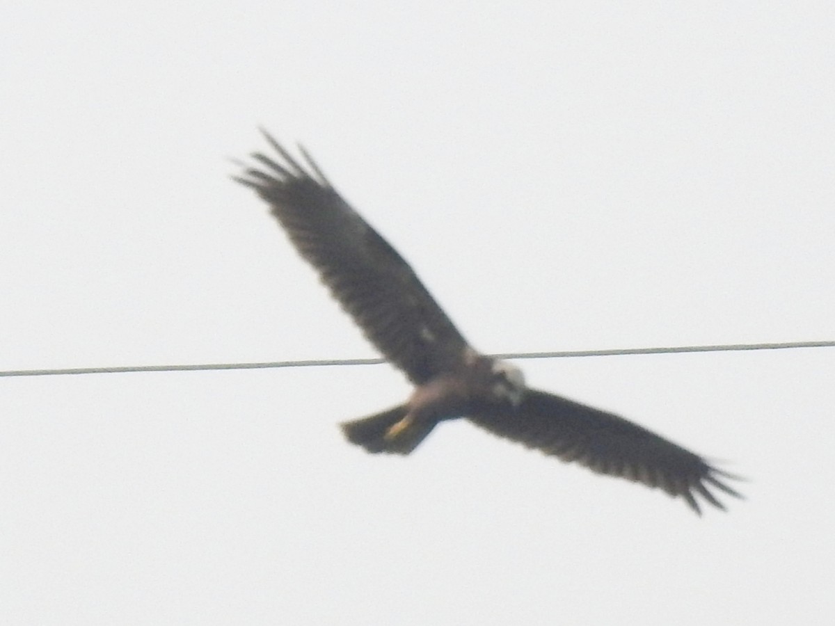 Aguilucho Lagunero Occidental - ML646505431