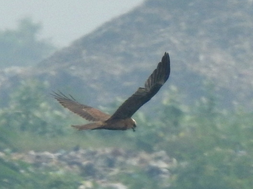 Aguilucho Lagunero Occidental - ML646505432