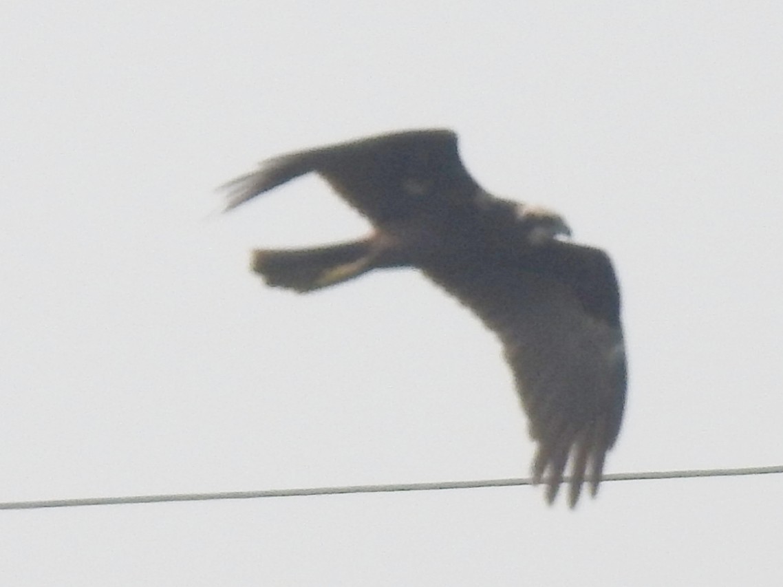 Aguilucho Lagunero Occidental - ML646505433