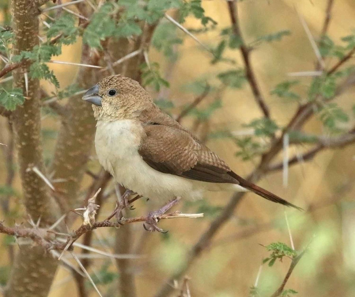 Capuchino Picoplata Africano - ML646505434