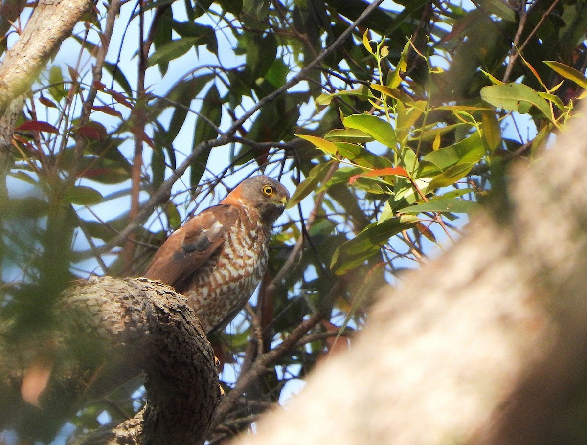 Azor Australiano - ML646505435