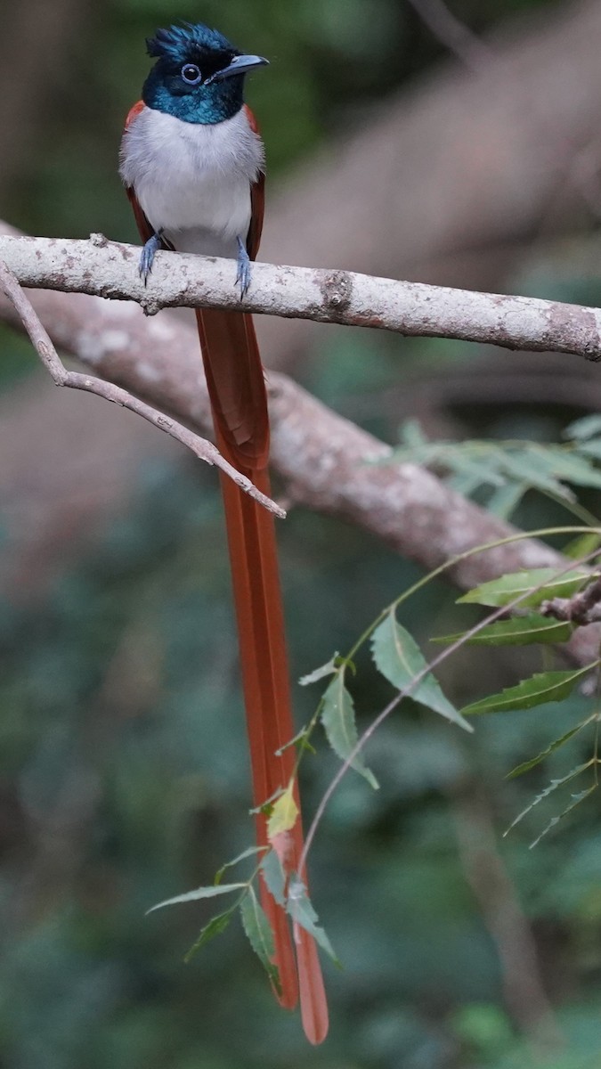 Monarca del Paraíso Indio - ML646505436