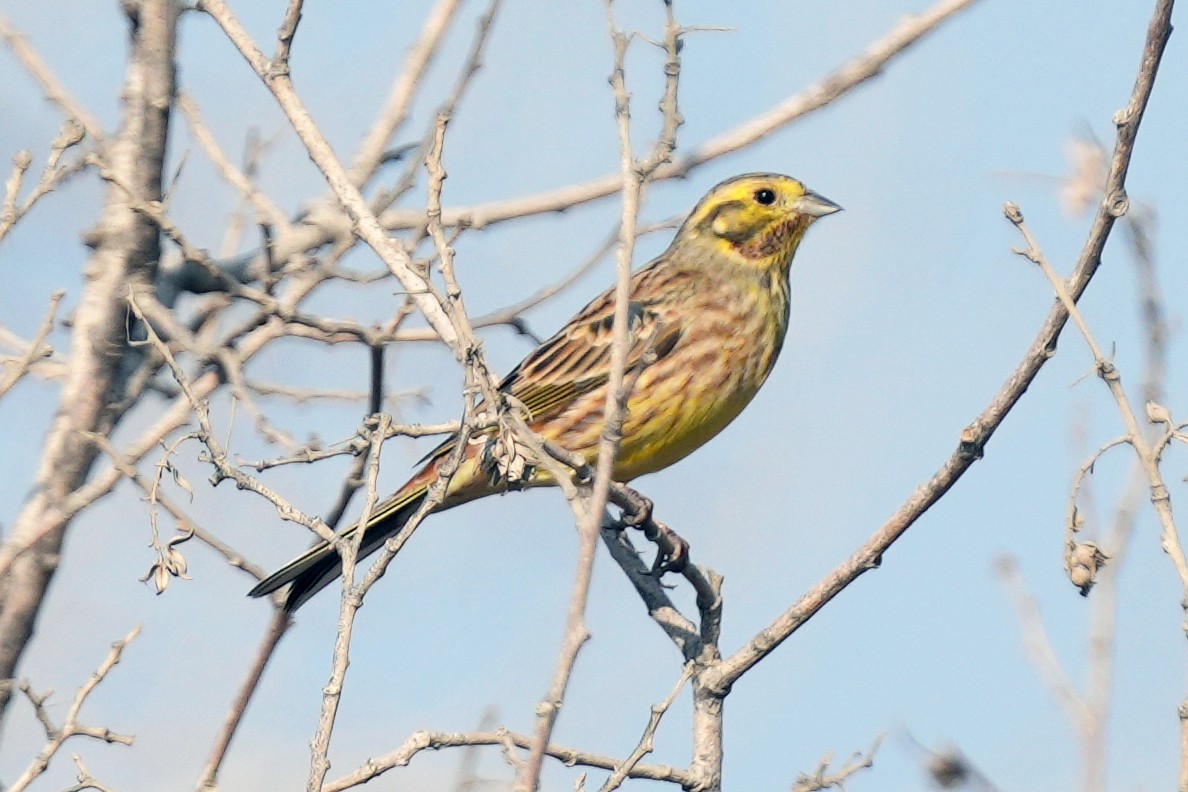 Escribano Cerillo - ML646505437