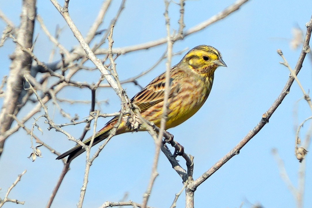 Escribano Cerillo - ML646505438